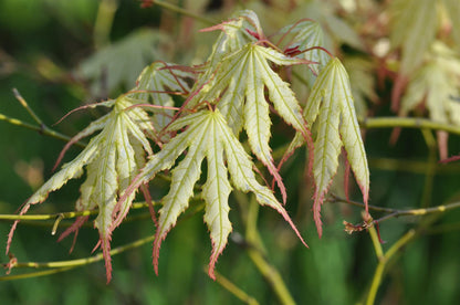 Acer palmatum First Ghost