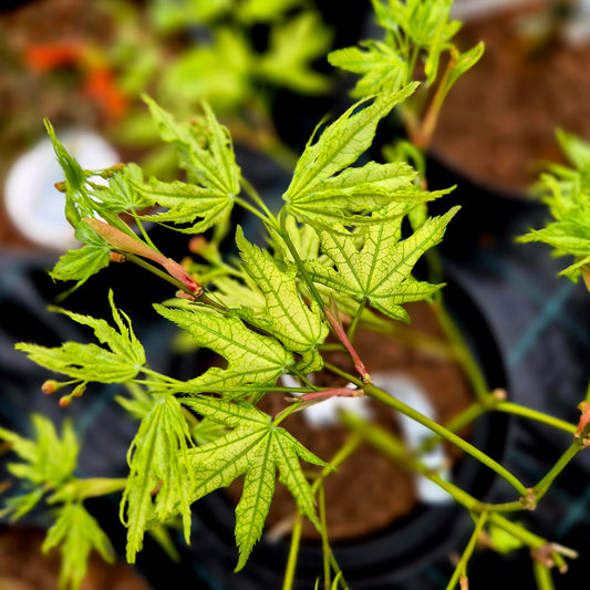 Acer palmatum First Ghost