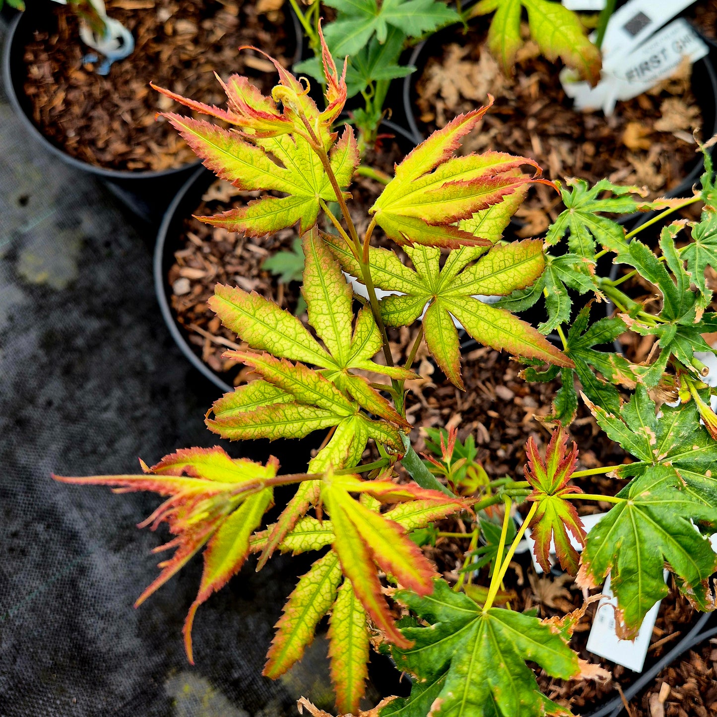 Acer palmatum First Ghost