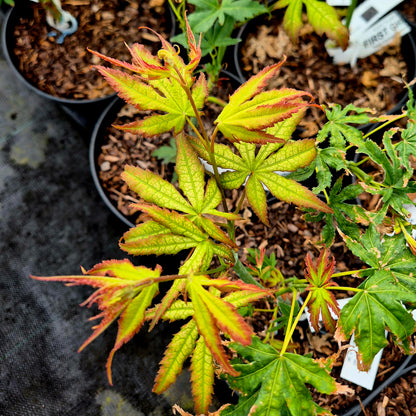 Acer palmatum First Ghost