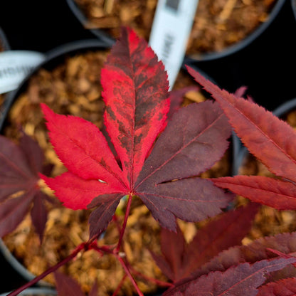 Acer palmatum Fujinami Nishiki