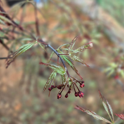 Acer palmatum Garnet