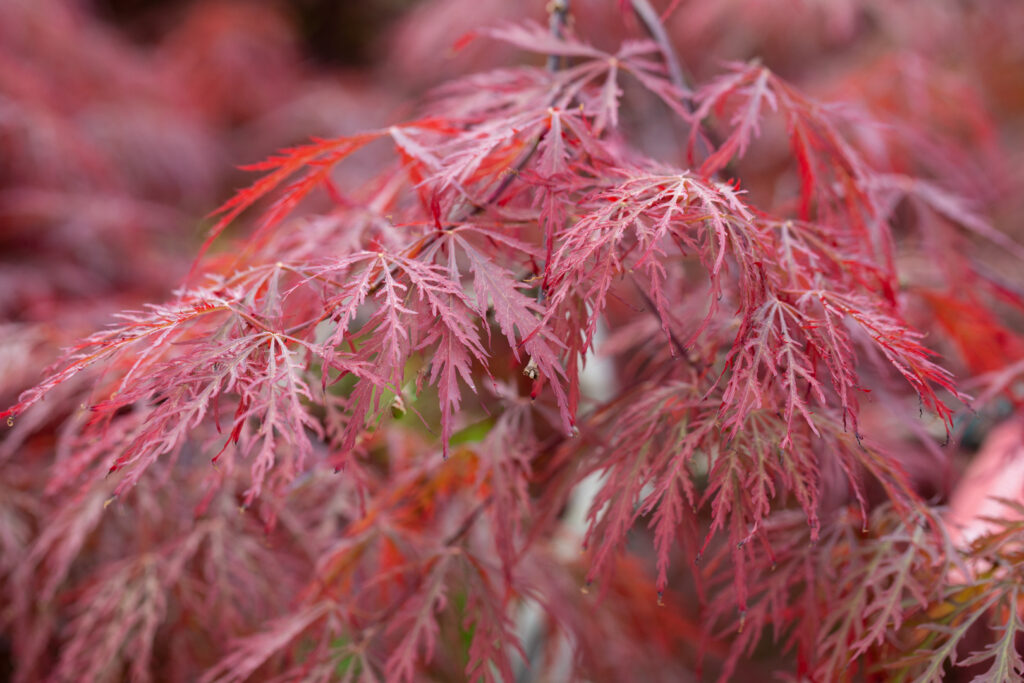 Acer palmatum Garnet