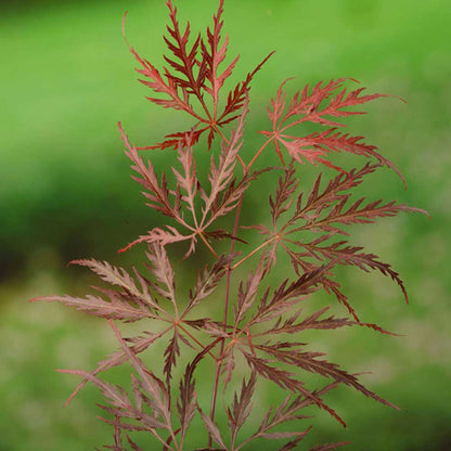 Acer palmatum Garnet