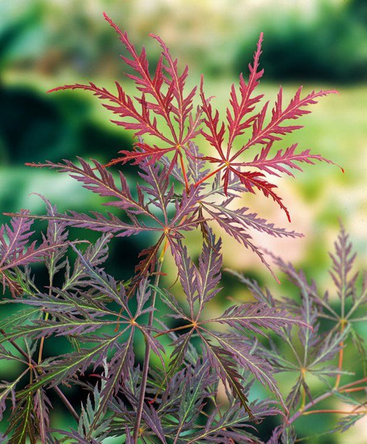 Acer palmatum Garnet