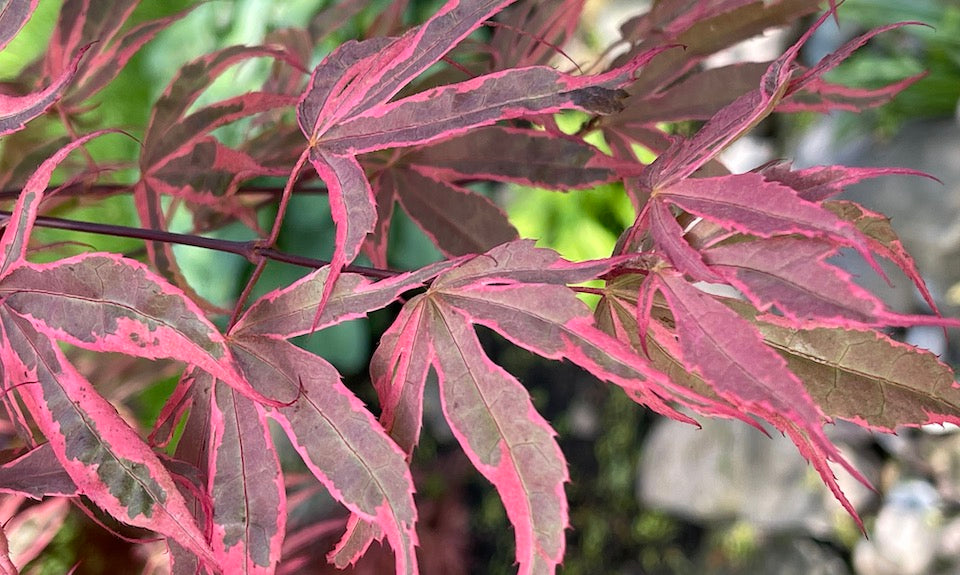 Acer palmatum Geisha Gone Wild