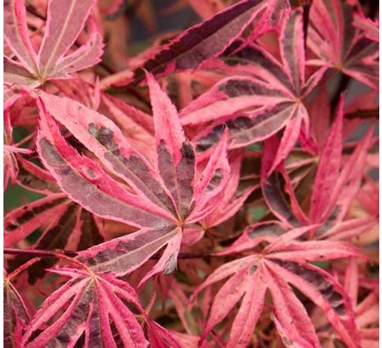 Acer palmatum Geisha Gone Wild