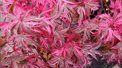 Acer palmatum Geisha Gone Wild