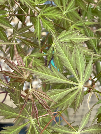 Acer palmatum Gene's Dissectum