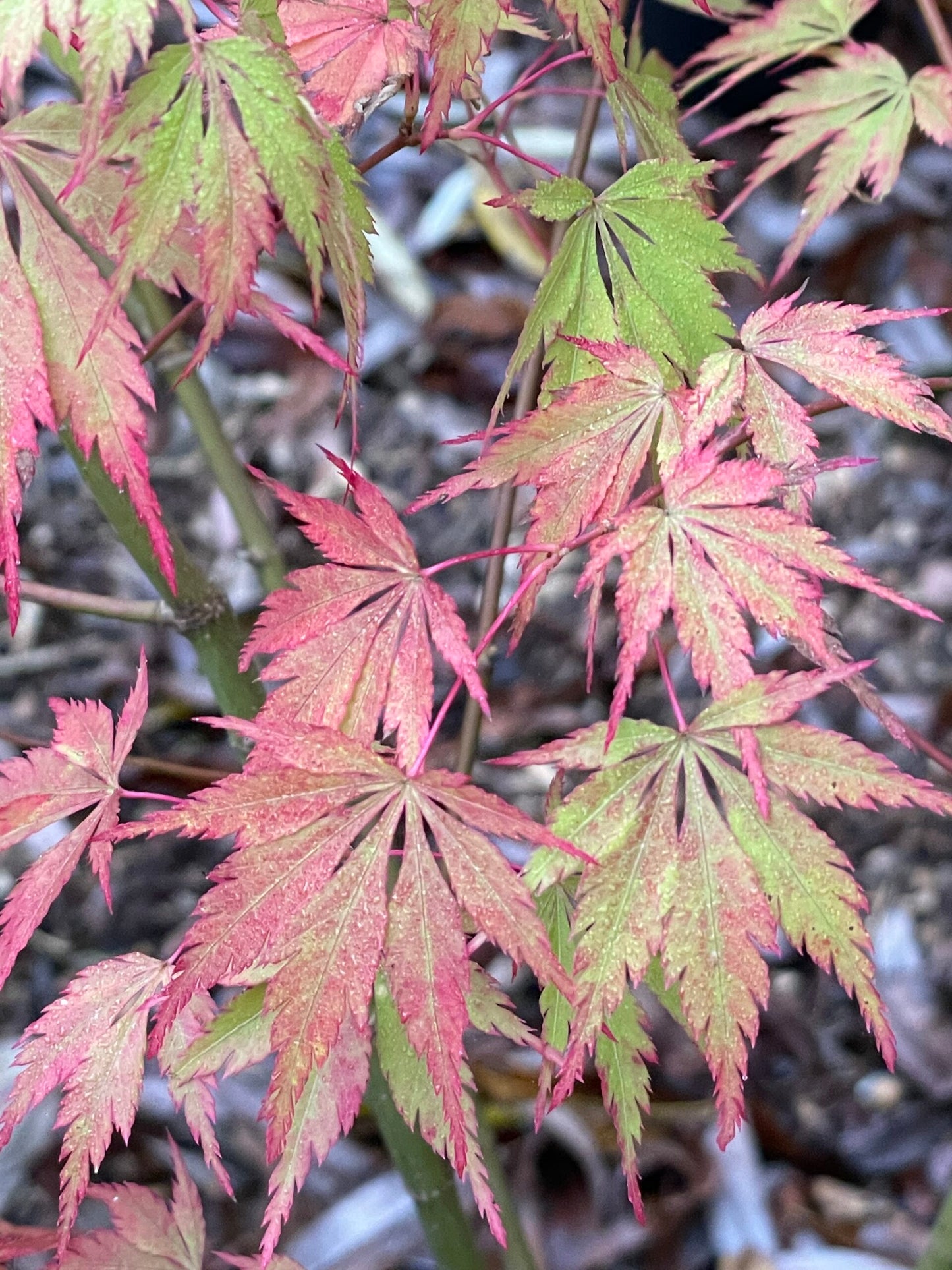 Acer palmatum Gene's Dissectum