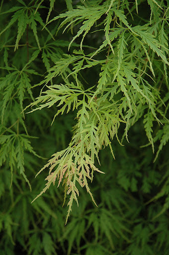 Acer palmatum Germaine's Gyration