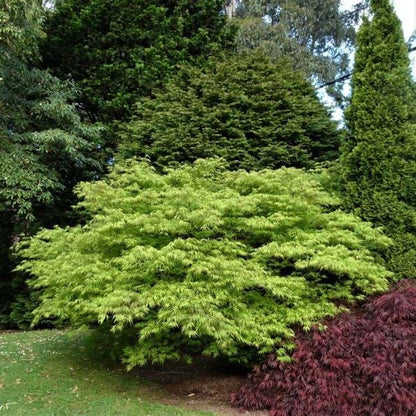 Acer palmatum Germaine's Gyration