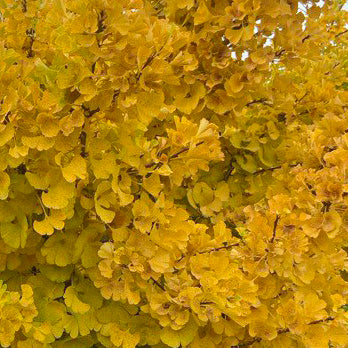 Ginkgo Biloba Mariken