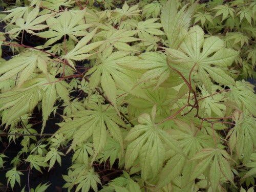 Acer palmatum Grandma Ghost