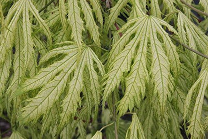 Acer palmatum Grandma Ghost