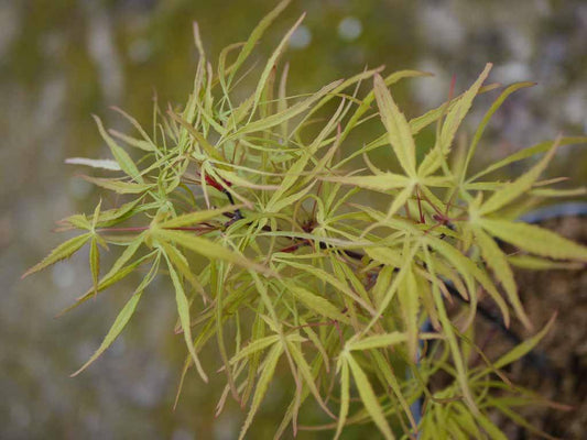 Acer palmatum Green Fingers