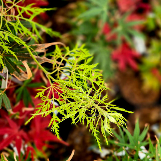 Acer palmatum Green Lace