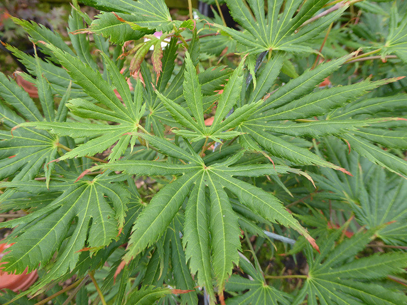 Acer palmatum Green Trompenburg