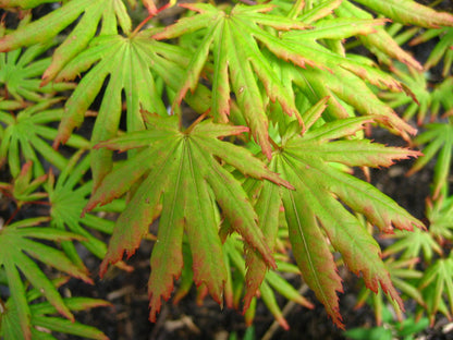 Acer palmatum Green Trompenburg