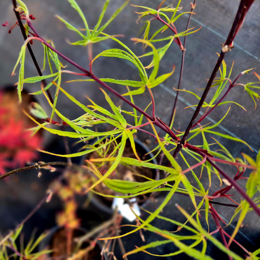 Acer palmatum Green Fingers