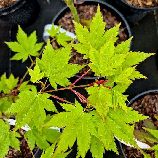 Acer palmatum Green Star