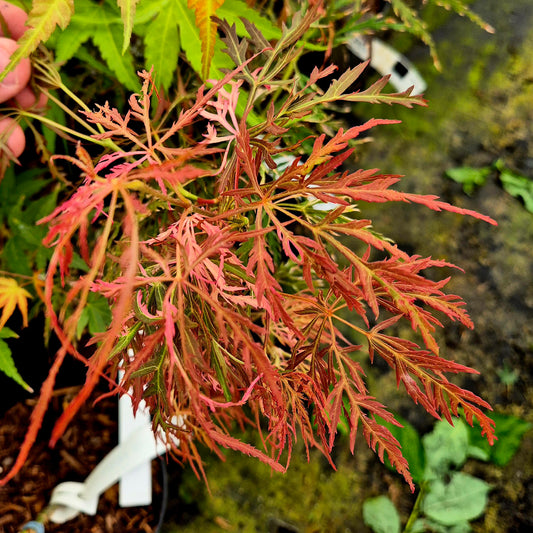 Acer palmatum Hana Matoi