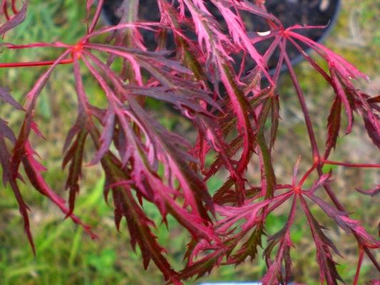 Acer palmatum Hanabi No Mai