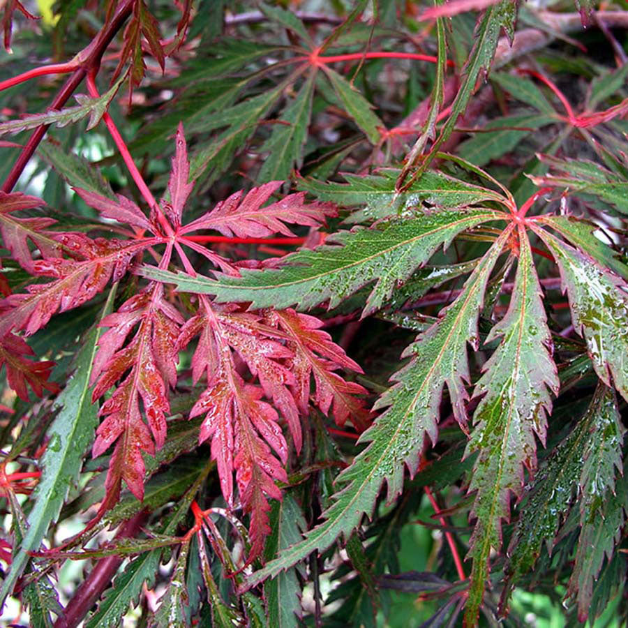 Acer palmatum Heartbeat