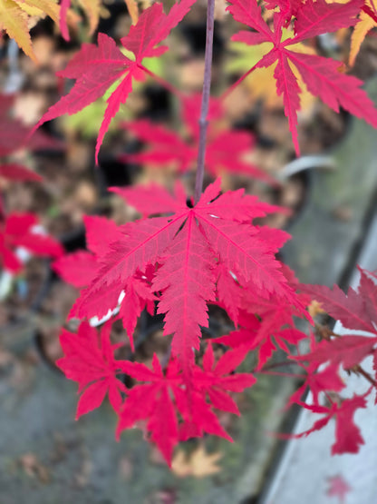 Acer palmatum Heguri