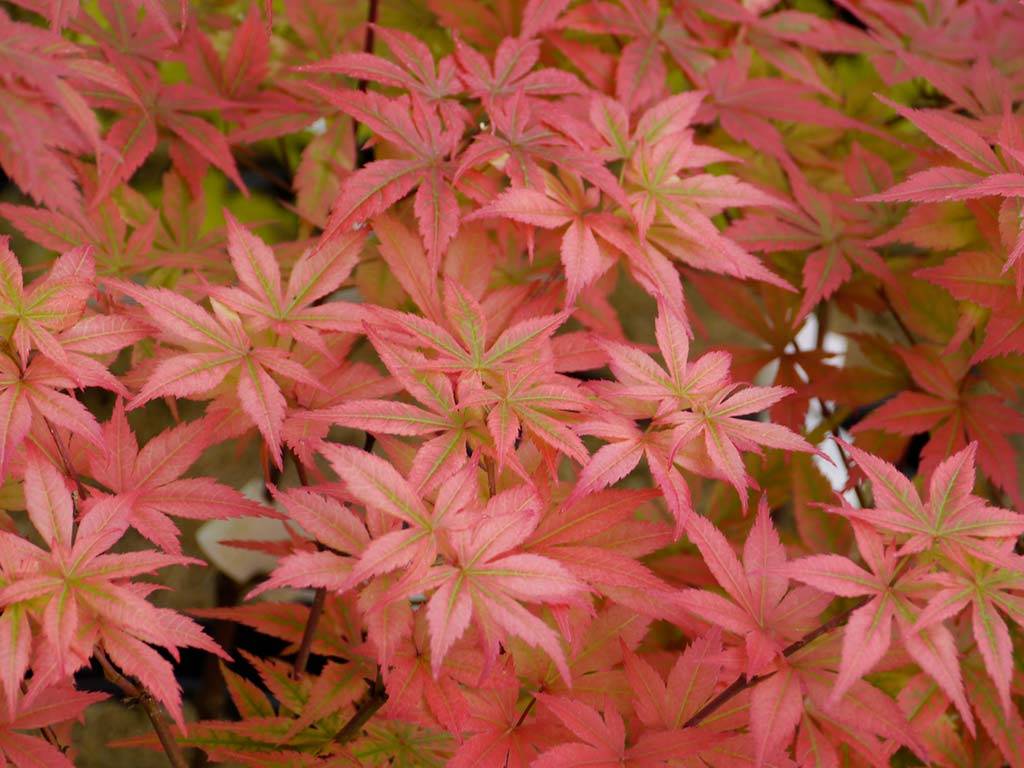 Acer palmatum Heguri