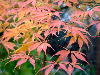 Acer palmatum Heguri