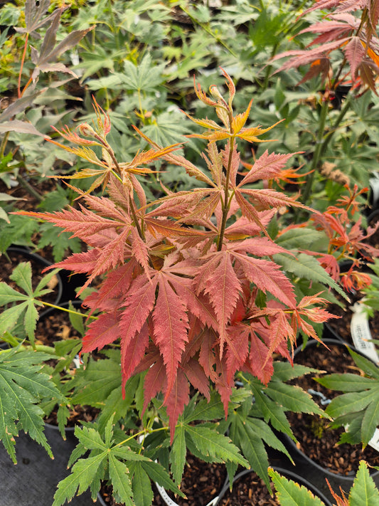 Acer palmatum Heguri