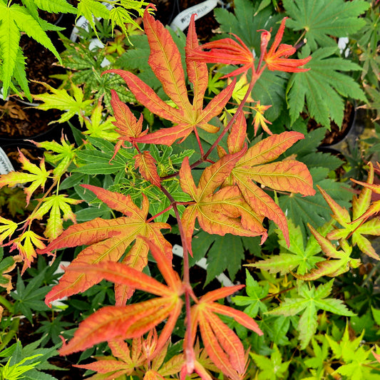 Acer palmatum Heptalobum