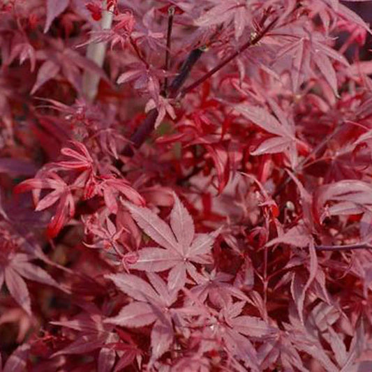 Acer palmatum Hime Shojo