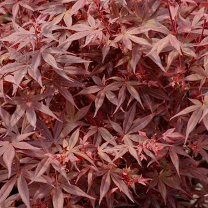 Acer palmatum Hime Shojo