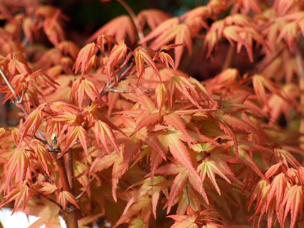 Acer palmatum Hino Tori Nishiki