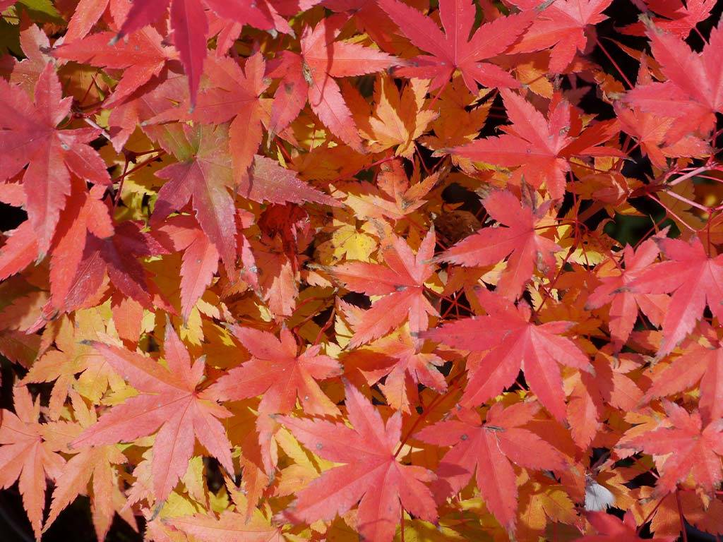 Acer palmatum Hino Tori Nishiki