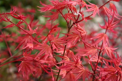 Acer palmatum Hino Tori Nishiki