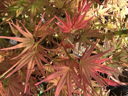 Acer palmatum Hino Tori Nishiki