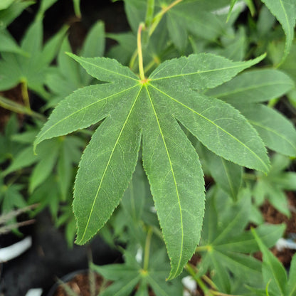Acer palmatum Hondoshi