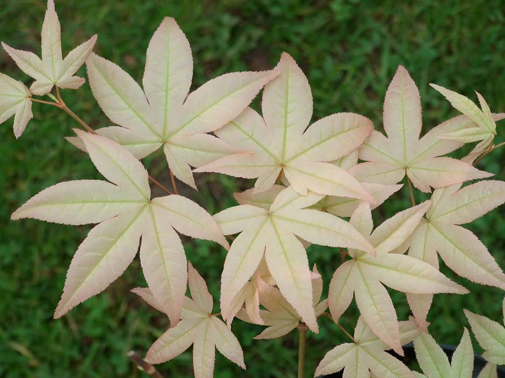 Acer palmatum Hondoshi