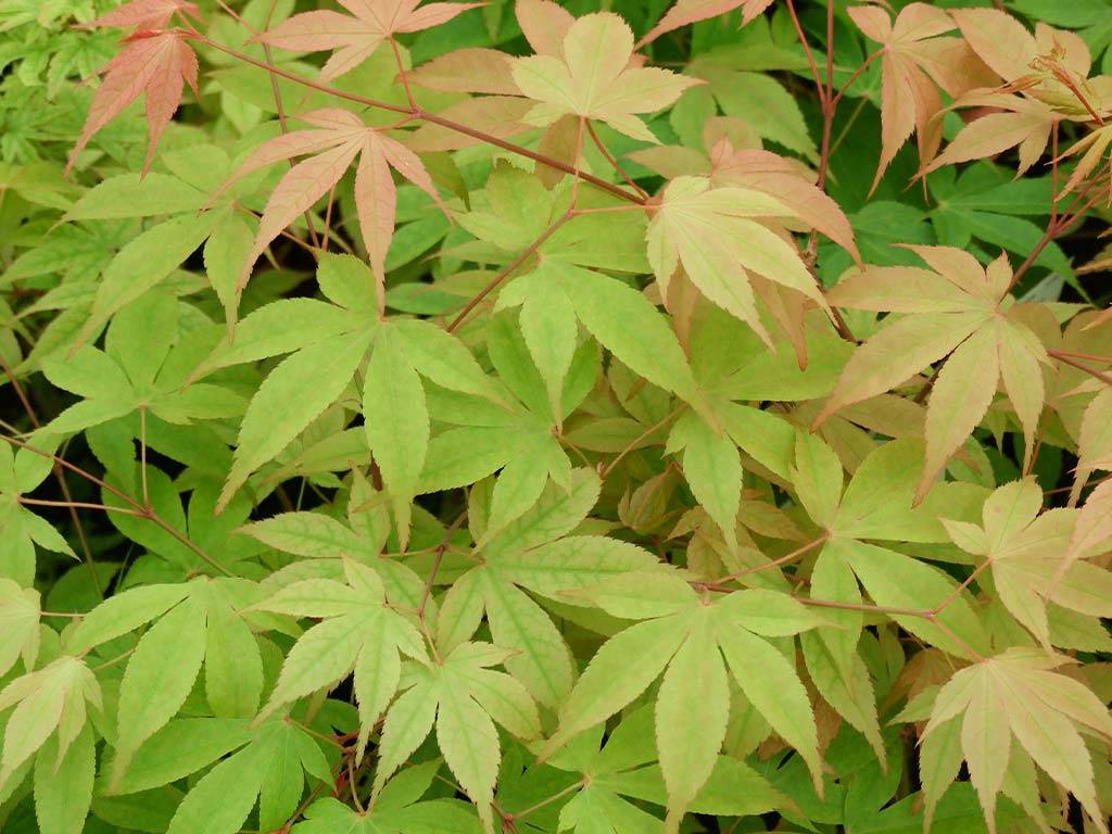 Acer palmatum Hondoshi