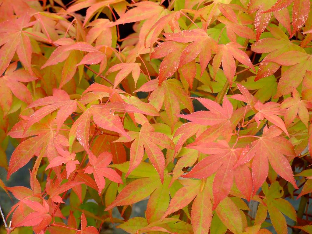 Acer palmatum Hondoshi