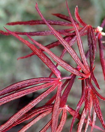 Acer palmatum Hubbs Red Willow