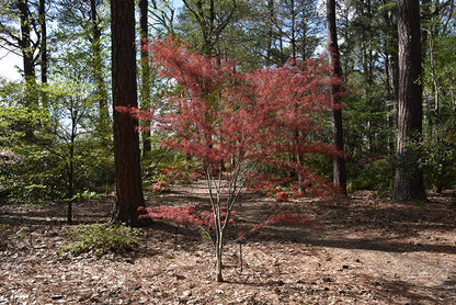 Acer palmatum Hubbs Red Willow