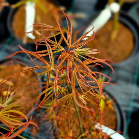 Acer palmatum Hubbs Red Willow