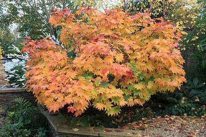 Acer japonicum Vitifolium