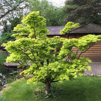 Acer shirasawanum Aureum