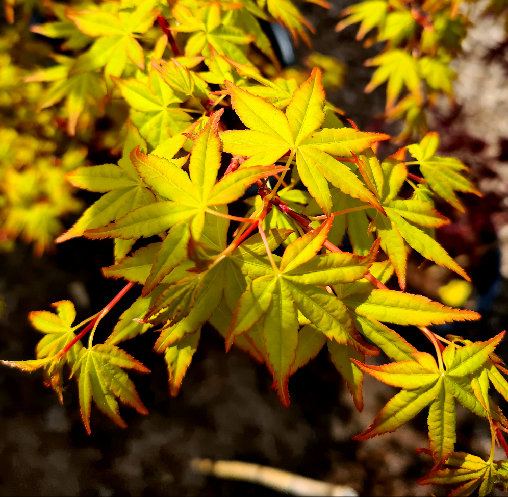 Acer palmatum Sode Nishiki