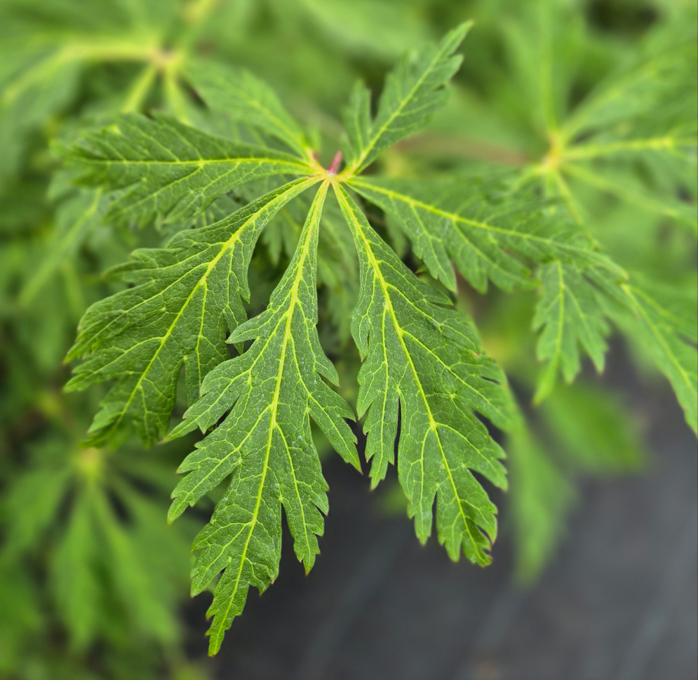 Acer japonicum Aconitifolium